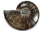 Polished Ammonite (Cleoniceras) Fossil - Madagascar #383610-1